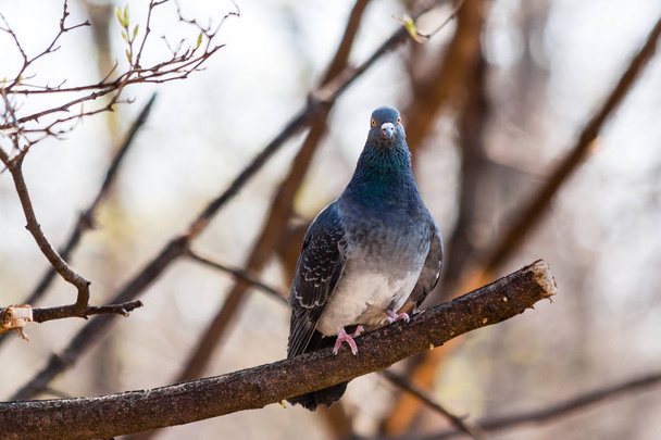 Pigeon sits on a branch - Photo, Image