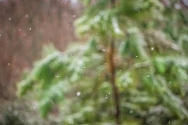 siempreverdes rurales cubiertos de nieve ligera
 - Foto, imagen