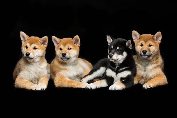 Lindos cachorros shiba inu
 - Foto, Imagem