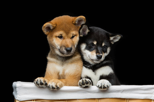 Bonitos cachorros shiba inu na cesta
 - Foto, Imagem