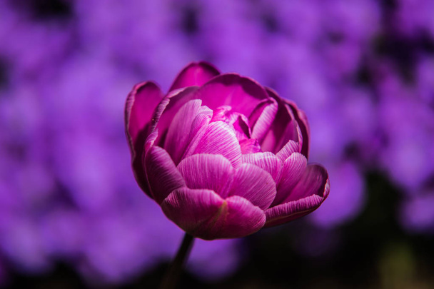 Erittäin mukava värikäs kukka puutarha keväällä
 - Valokuva, kuva