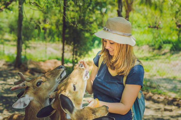 Young woman feeding beautiful deer - Photo, Image