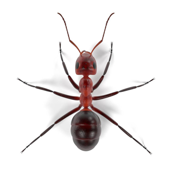 реалистичное 3D рендеринг муравья
 - Фото, изображение