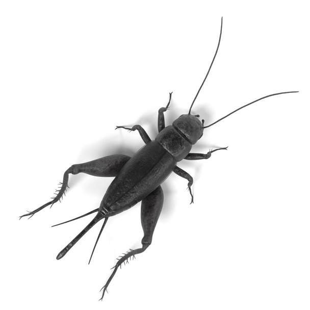realistic 3d render of field cricket - Photo, Image