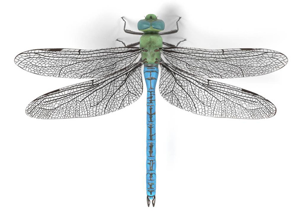 realistic 3d render of emperor dragonfly - Photo, Image
