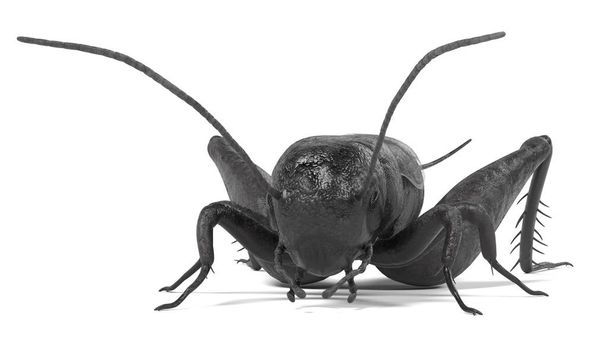 realistic 3d render of field cricket - Photo, Image