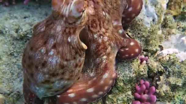 octopus sits on a coral - Footage, Video