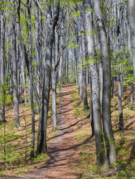 Landscape of spring forest or park sunny day - Fotografie, Obrázek