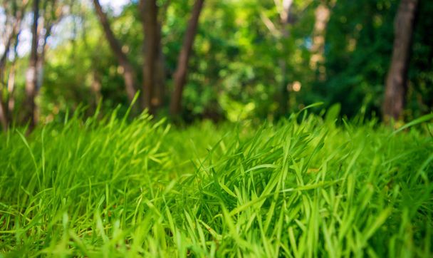 Photo of green grass on the trees background - Photo, Image