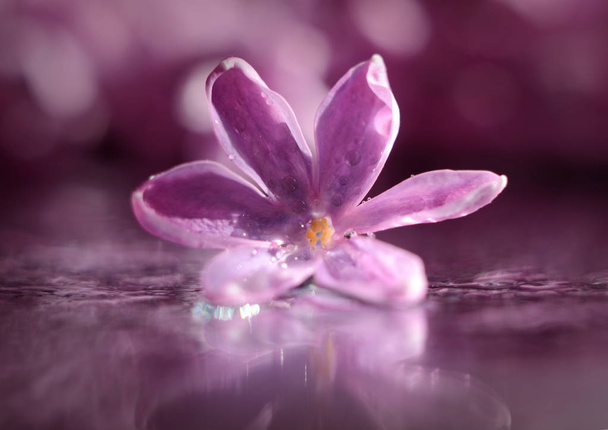 flor lila en gotas de rocío
 - Foto, imagen