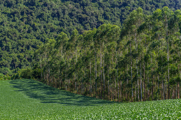 Plantación de soja y bosque de eucalipto
 - Foto, Imagen