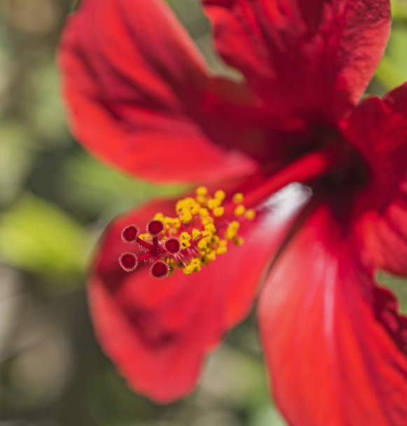 Close-up van een hibiscus rosa-sinensis rode bloem - Foto, afbeelding