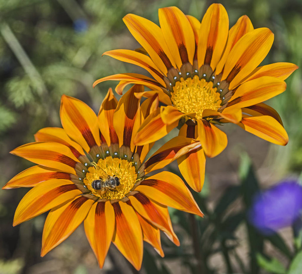 Pszczoła zbierająca pyłek na żółty stokrotka kwiat - Zdjęcie, obraz