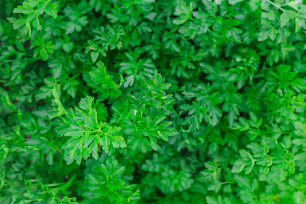 Top view of fresh parsley growing on the ground - Photo, Image