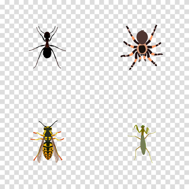 Realistic Grasshopper, Tarantula, Bee And Other Vector Elements. Set Of Bug Realistic Symbols Also Includes Tarantula, Spider, Sting Objects. - Vector, Image