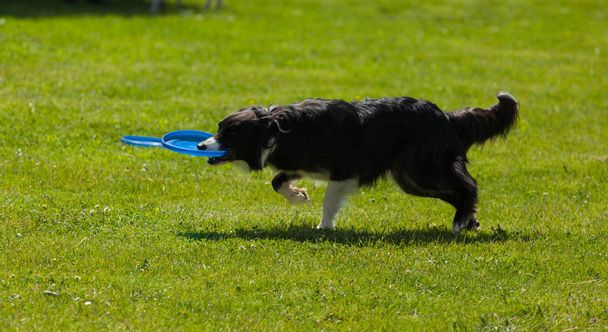 Border Collie chien avec frisbee
 - Photo, image