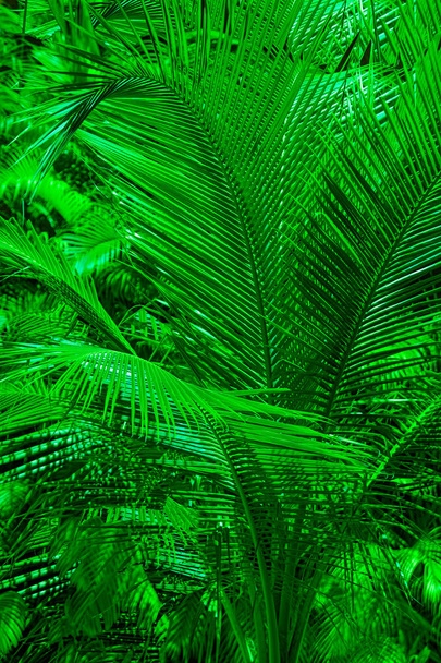 background of a palm tree - Photo, image