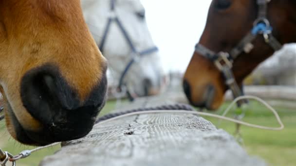 Koně na obloze na koňské farmě, 4k - Záběry, video