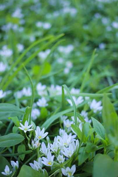 Small white flowers on a green glade - Photo, Image