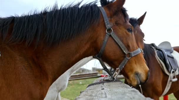 Лошади против неба на конной ферме, 4k
 - Кадры, видео