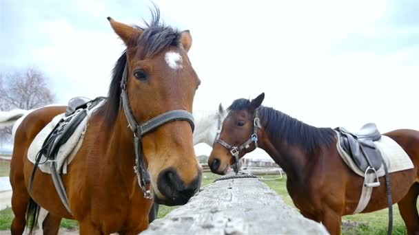 Caballos contra el cielo en granja de caballos, 4k
 - Metraje, vídeo
