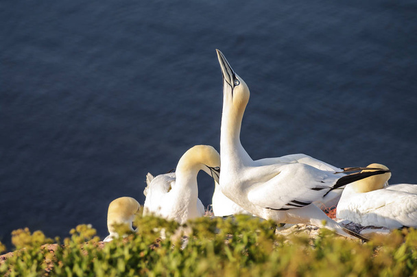 Vadon élő vándorló gannets, a sziget Helgoland, Németország - Fotó, kép