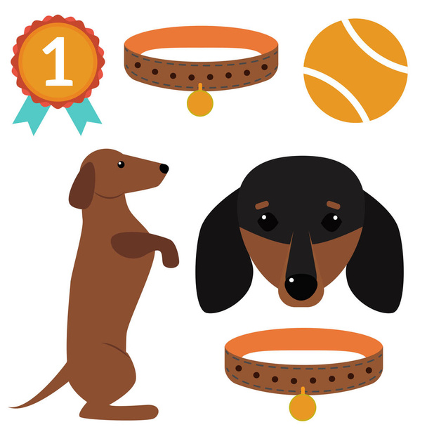 Dachshund dog playing vector illustration elements set flat style puppy domestic pet accessory. - Vector, Image