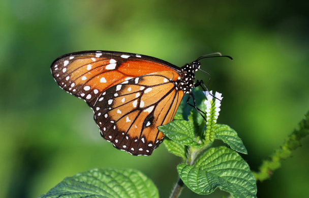 Красочная бабочка на цветке
 - Фото, изображение