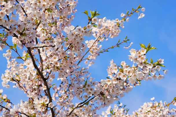 Sakura o fiori di ciliegio in fiore nel cielo blu primaverile
 - Foto, immagini