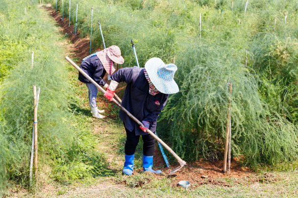 Фермерська трава зрізає овочі з мопсом у сільській місцевості Таїланду
. - Фото, зображення