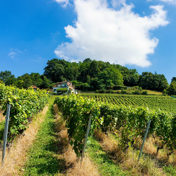 Шале и Лаво Виноградники Террасы туристическая тропа Lavaux Oron Швейцария
 - Фото, изображение