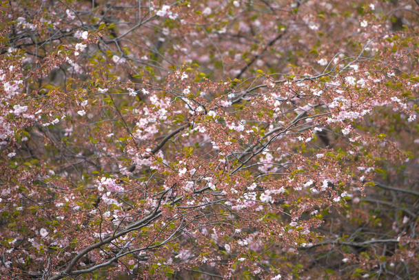 ストックホルム市の桜の木にピンクの桜の花 - 写真・画像