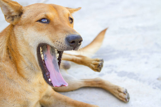Perro naranja boca abierta de lengua negra
 - Foto, Imagen