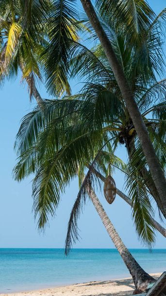 Belle plage whith palms
  - Photo, image