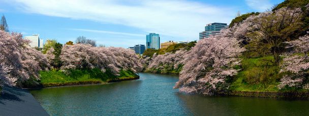 東京の千鳥ヶ淵沿いの古い桜の木は、夢のような開花風景に公園を変換します。 - 写真・画像