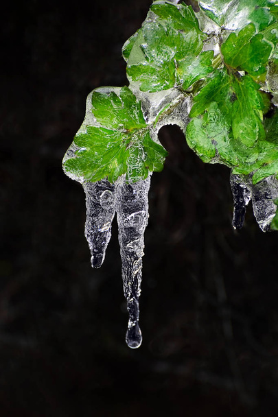 gefrorene Blätter, Blatt mit Eisspitze - Foto, Bild