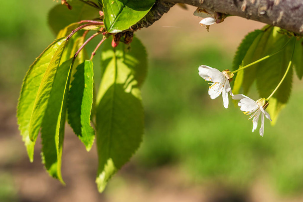 Lintu-kirsikka kukkia aurinkoisena päivänä
 - Valokuva, kuva
