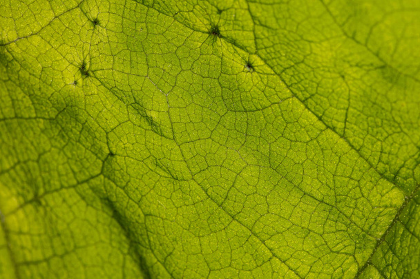 Photo of leaf structure - Foto, Imagem