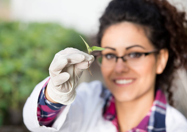 Биолог держит капусту в перчатках
 - Фото, изображение