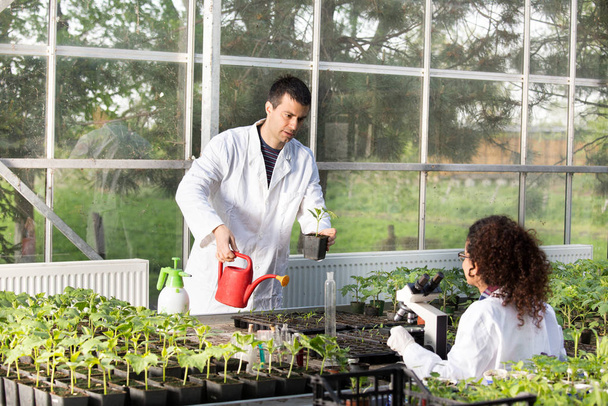 温室で苗を持つ生物学者 - 写真・画像