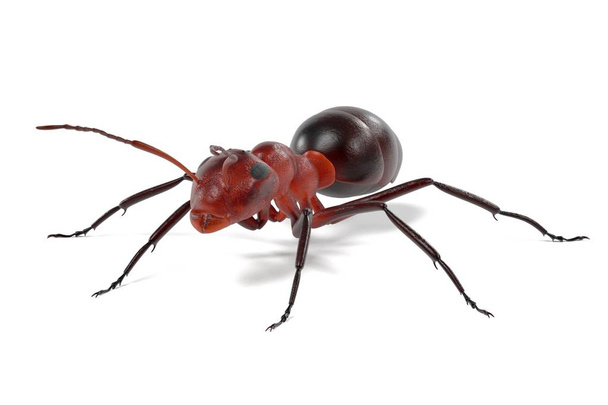 ρεαλιστική 3d καθιστούν μυρμήγκι - Φωτογραφία, εικόνα