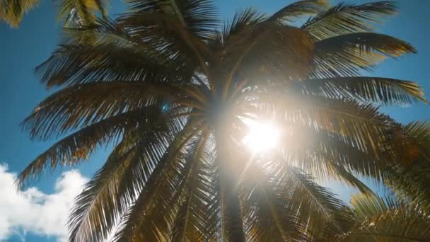 熱帯海岸でヤシの木 - 映像、動画