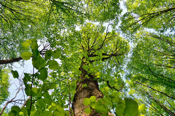 Smukłe drzewa w młodych zielonych lasach latem - Zdjęcie, obraz