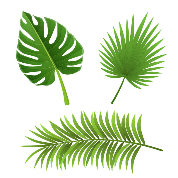 Different species of palm tree leaves isolated on white - Вектор,изображение