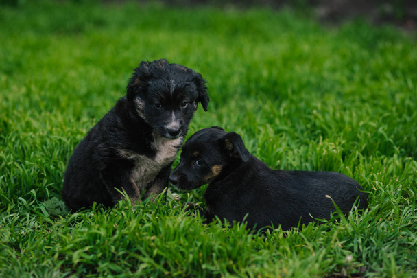 Two Pretty puppy sitting in the grass - Foto, imagen