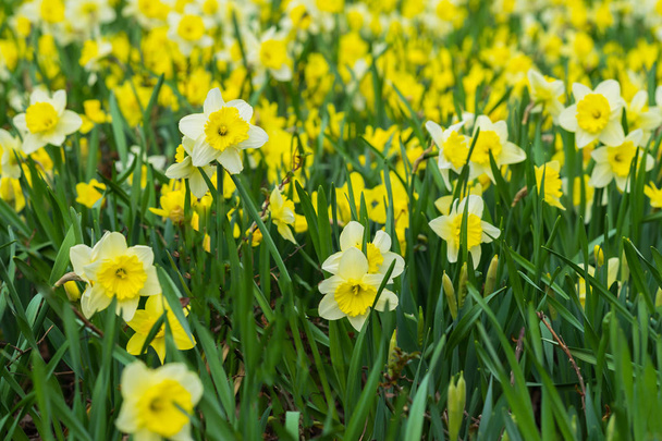 Flower bed with Many flowers of yellow daffodil, Narcissuses flowers blooming in meadow. Modern background, selective focus. Spring plants, seasons, new beginnings - Foto, Imagem