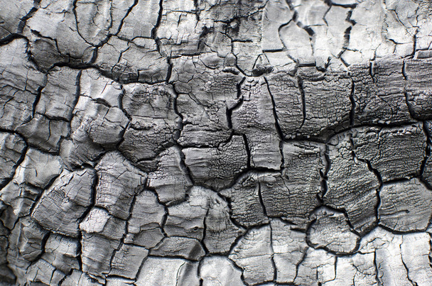 Textura de madera quemada. Jabalí carbonizado
 - Foto, Imagen