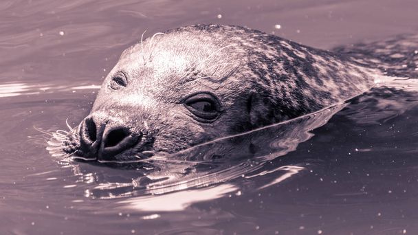 Закрыть портового тюленя
 - Фото, изображение