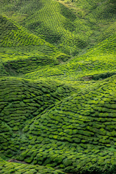 Teeplantage im Hochland von Kamerun - Foto, Bild