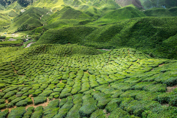 Cameron の高地の茶農園 - 写真・画像